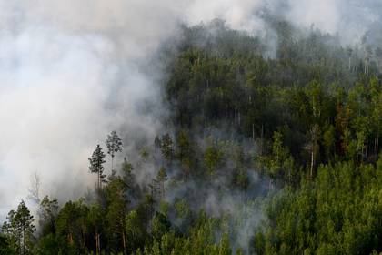 Подсчитан урон животному миру от лесных пожаров в Сибири