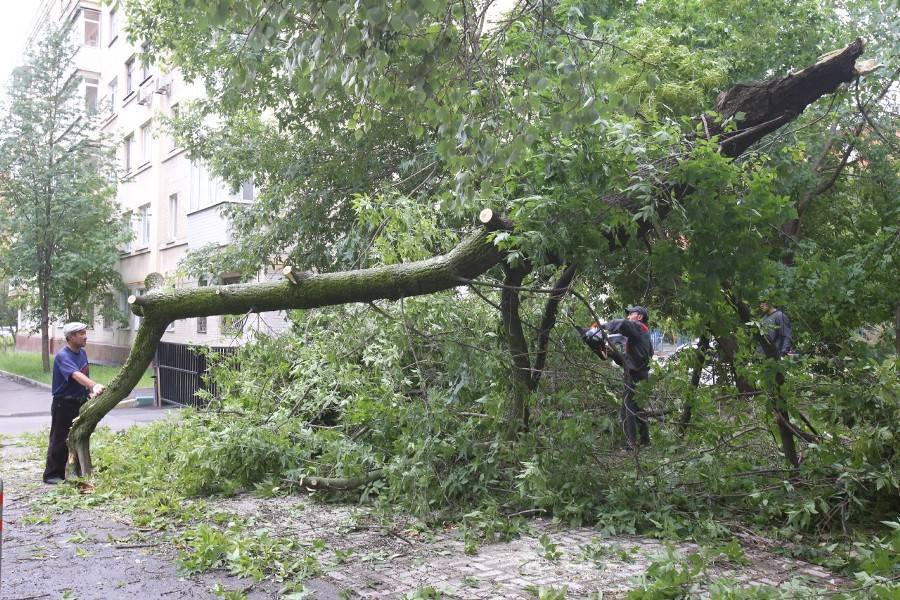 Москвичей предупредили о сильном ветре
