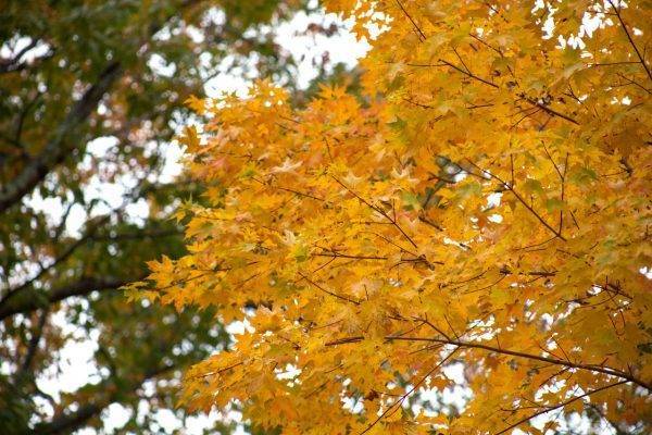 В Центральном парке Воронежа листья кленов покрылись желтыми пятнами