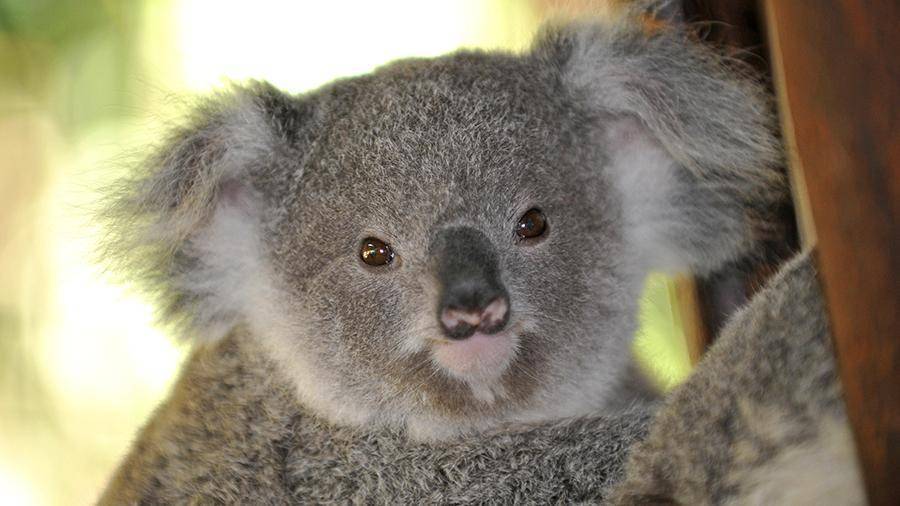 В Мельбурне детенышу коалы наложили гипс на сломанную лапу