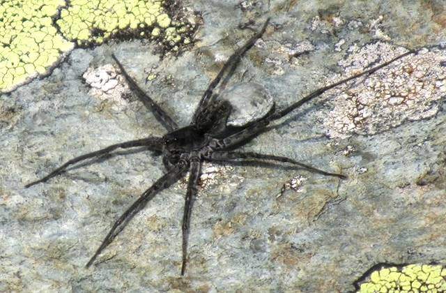 На Алтае обнаружили неизвестного науке паука-волка