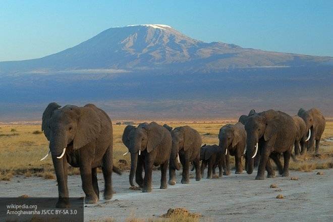 Специалисты выяснили, что слоны слышат приближающийся дождь за 240 километров