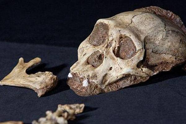 Спорный череп Апидима, которому 210 тысяч лет