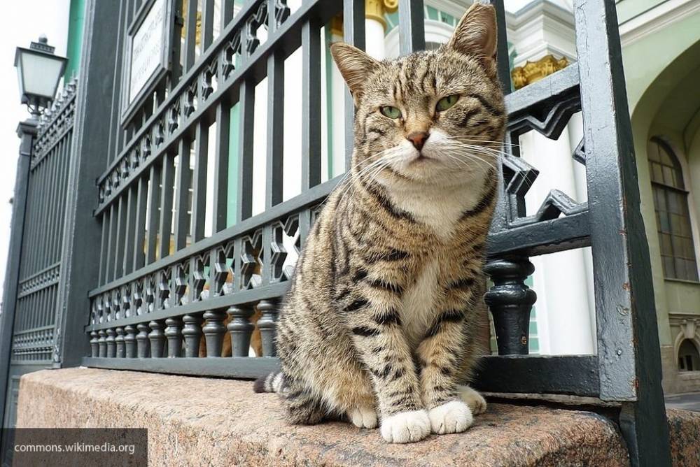 Эрмитажный ветврач рассказала, почему Петербург – это «кошачий» город