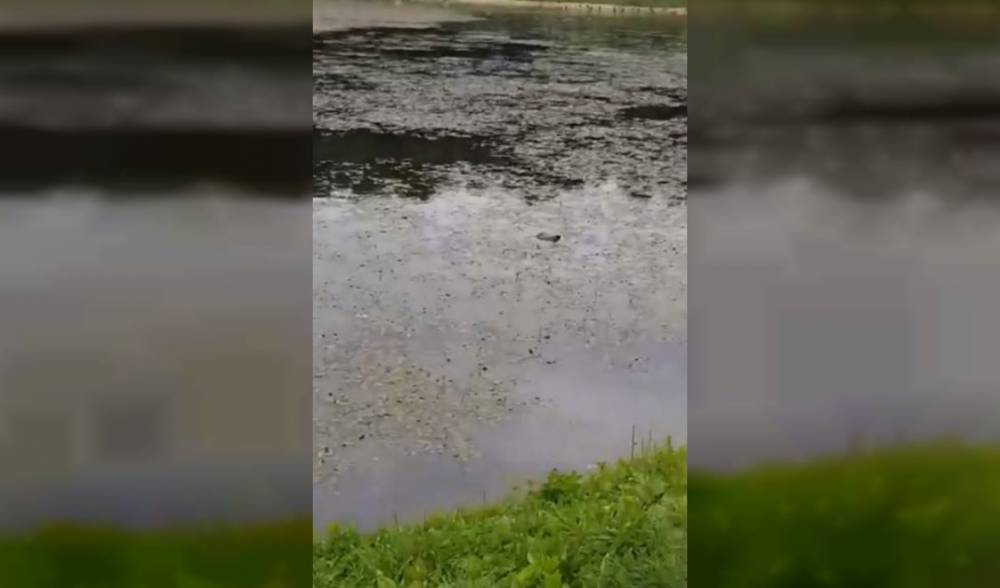 Пруд в парке 1100-летия Смоленска превратился в обмельчавшее болото с мёртвыми утками