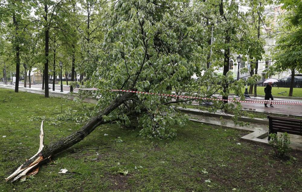 Десятки деревьев повалило из-за сильного ветра в Москве, повреждены три автомобиля
