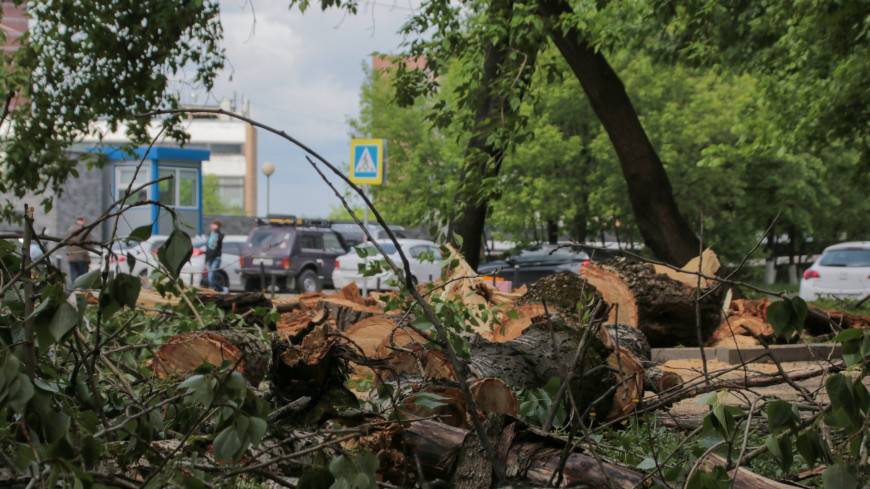 Непогода в Москве привела к 40 поваленным деревьям и 23 поврежденным авто