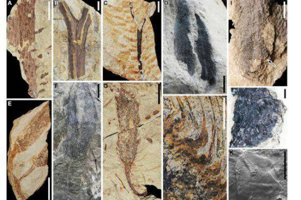 Палеонтологи обнаружили в Китае древнейший в Азии окаменевший лес