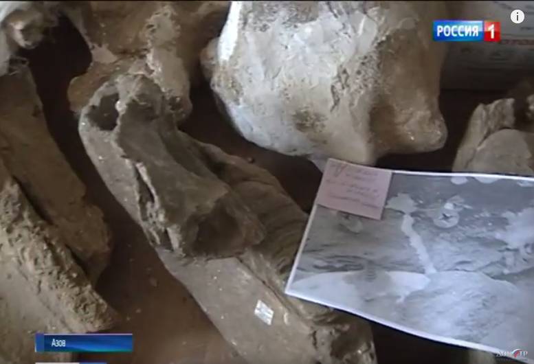 Доисторический единорог: на берегу Азовского моря донские ученые нашли череп эласмотерия