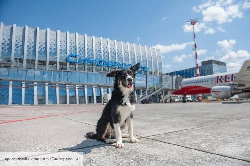 В Симферополе рассказали, как собака Алиса стала талисманом аэропорта