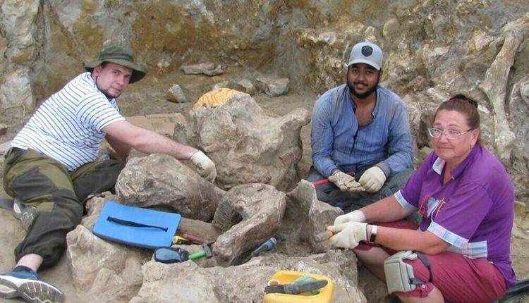 На Тамани нашли череп древнего носорога