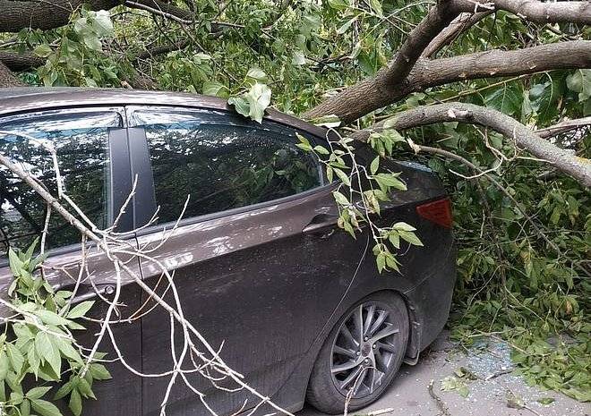 В Рязани на припаркованный автомобиль упало дерево