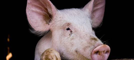 Фермеры против энергетиков. В Тюменской области выясняют, почему погибло около 1000 свиней