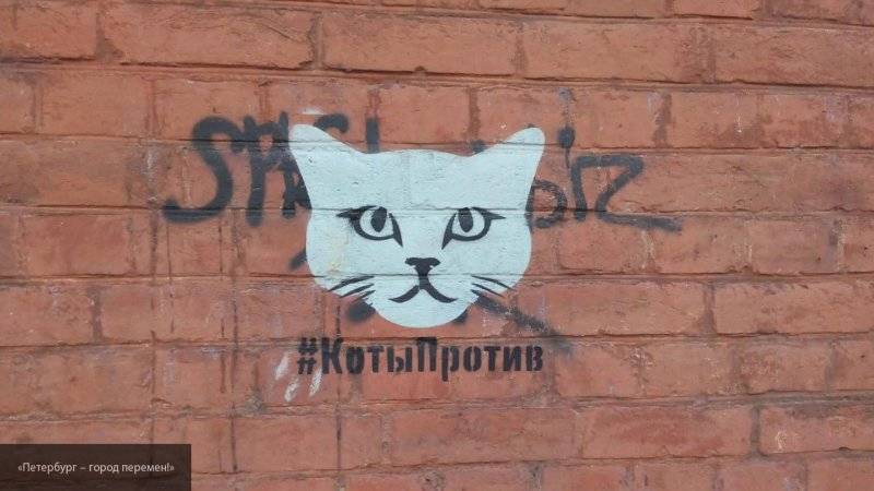 Активисты социального движения #КотыПротив приглашают петербуржцев на мастер-класс
