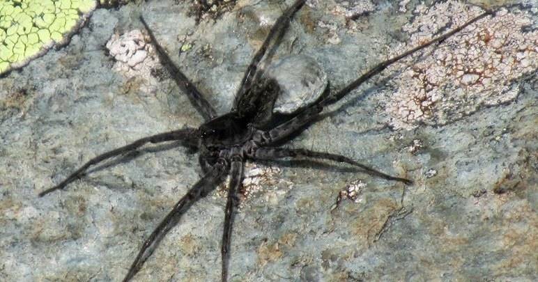 На Алтае нашли ранее неизвестного паука-волка