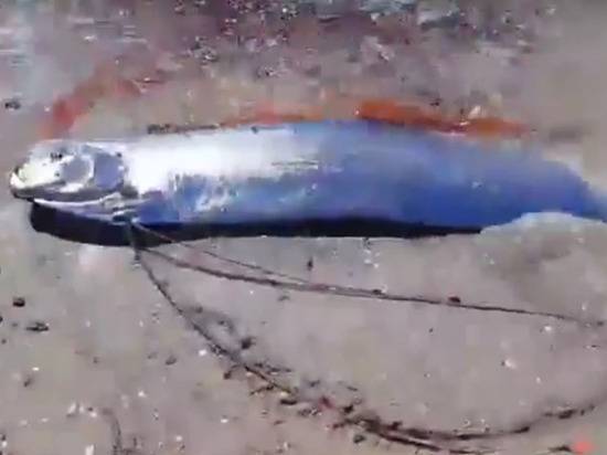 У берегов России выловили редчайшую рыбу-гиганта
