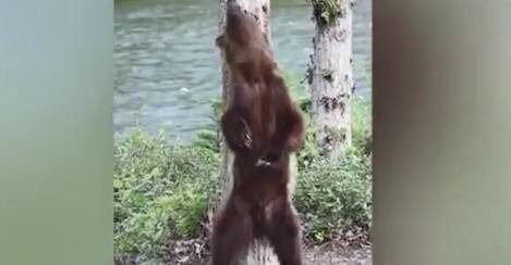 Заводящий танец медведя в Канаде сняли на видео.