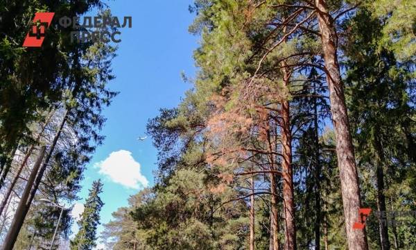 В Кузбассе возбудили уголовное дело о незаконной вырубке леса