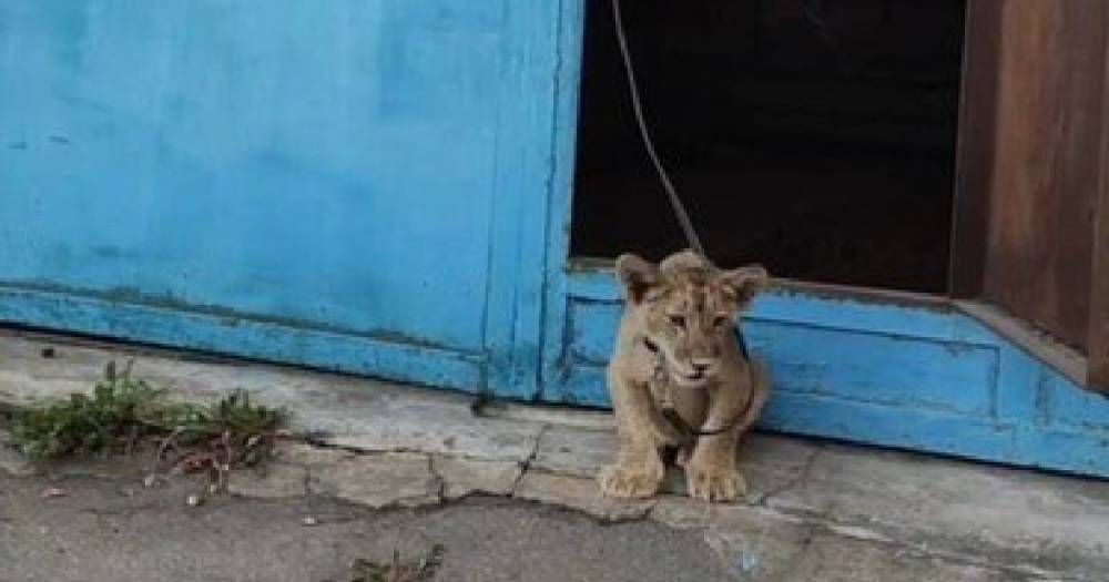 Полиция обнаружила львёнка в одном из московских гаражей.