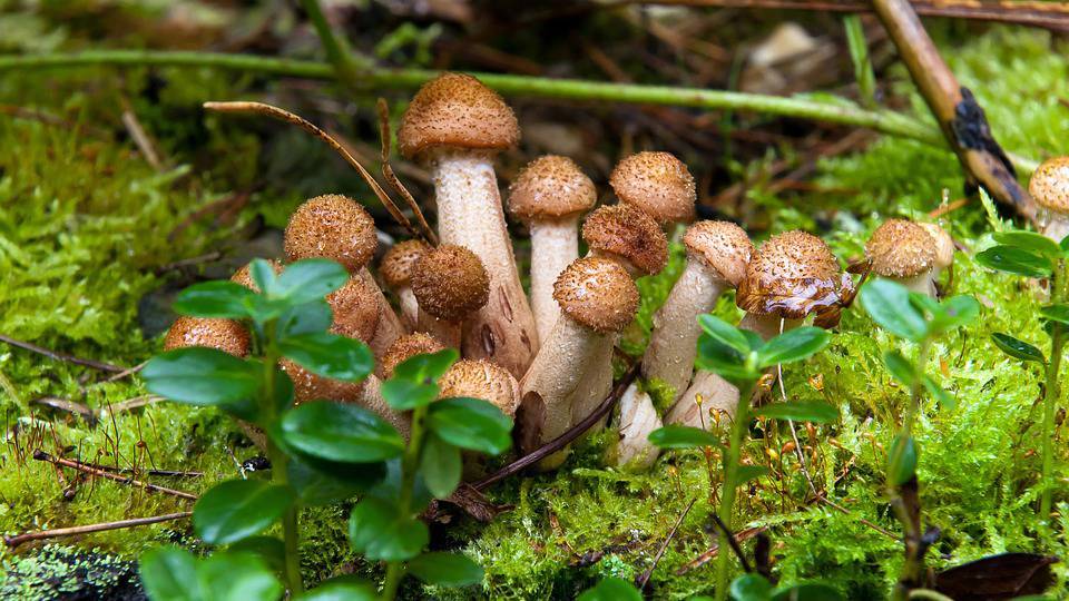 Четверо взрослых и трое детей отравились грибами в Башкирии