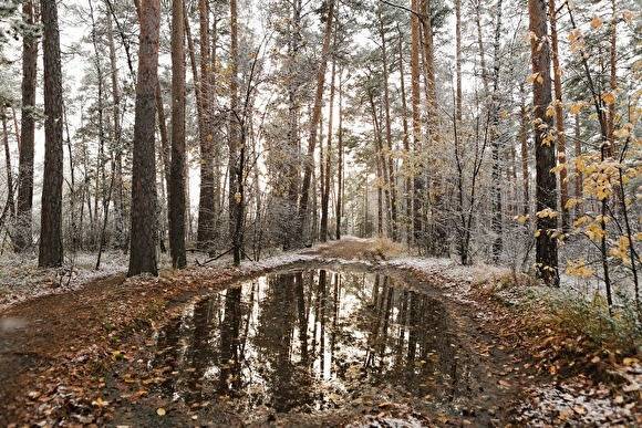 В Челябинской области ликвидируют 12 крупных лесничеств и создадут под них новую структуру