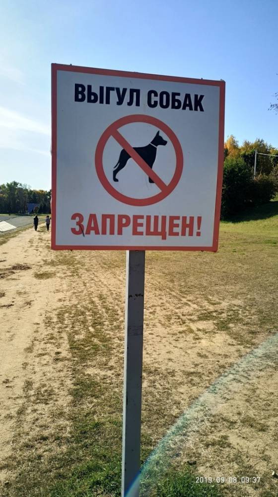Несмотря на запреты, жители Сыктывкара продолжают выгуливать собак в Кировском парке