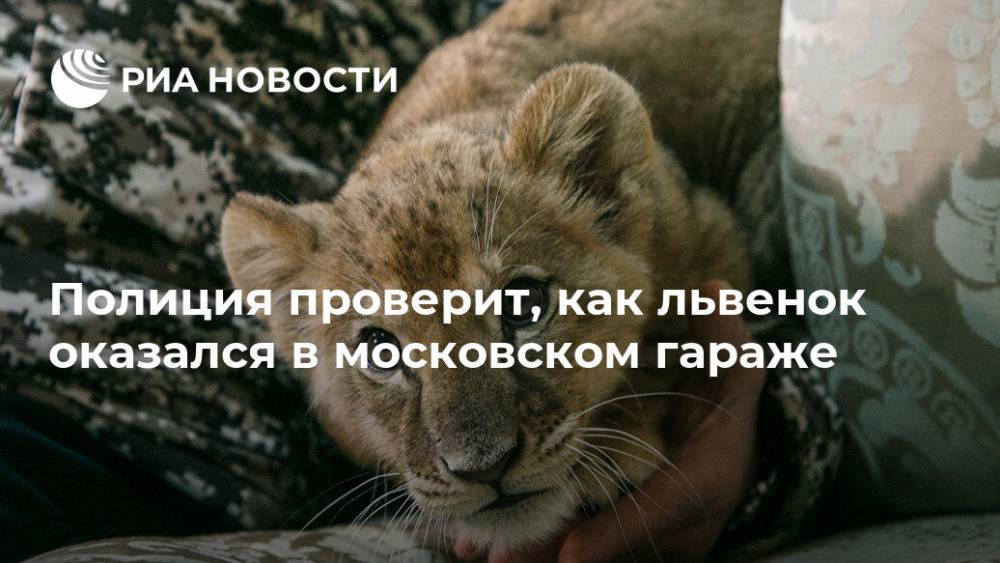 Полиция проверит, как львенок оказался в московском гараже