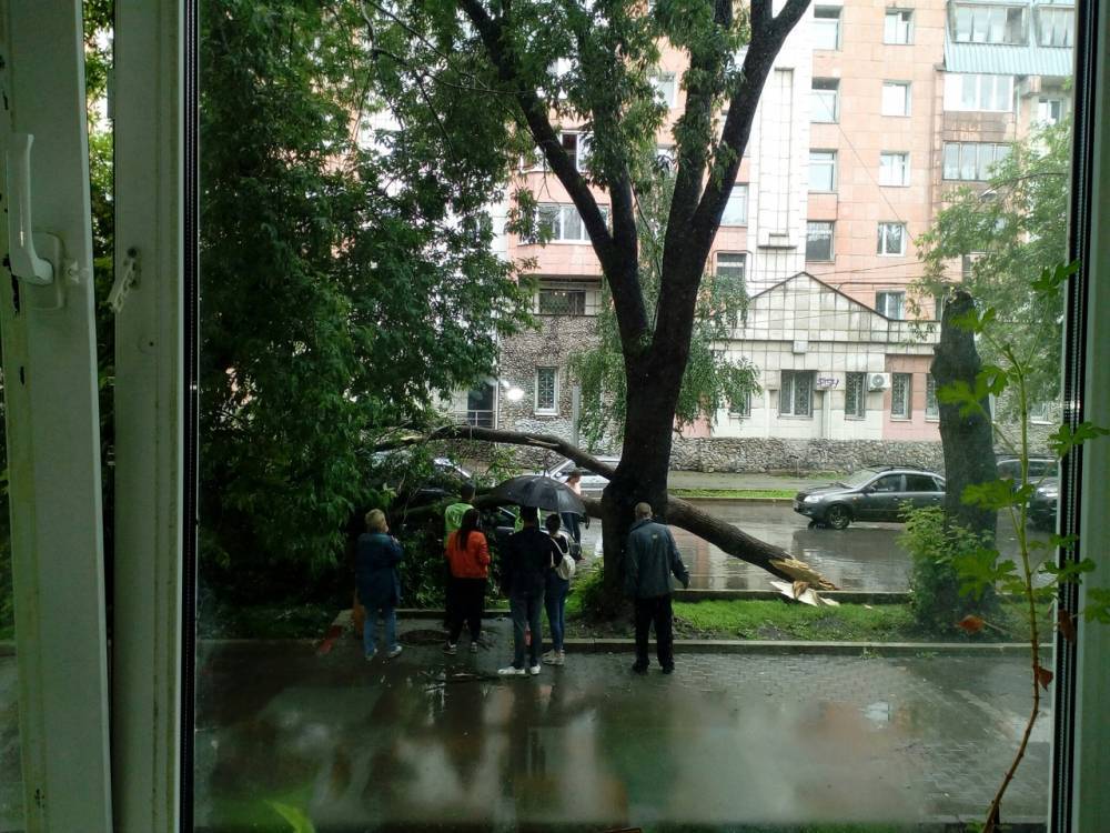 Поваленное ветром дерево придавило человека на Камчатке