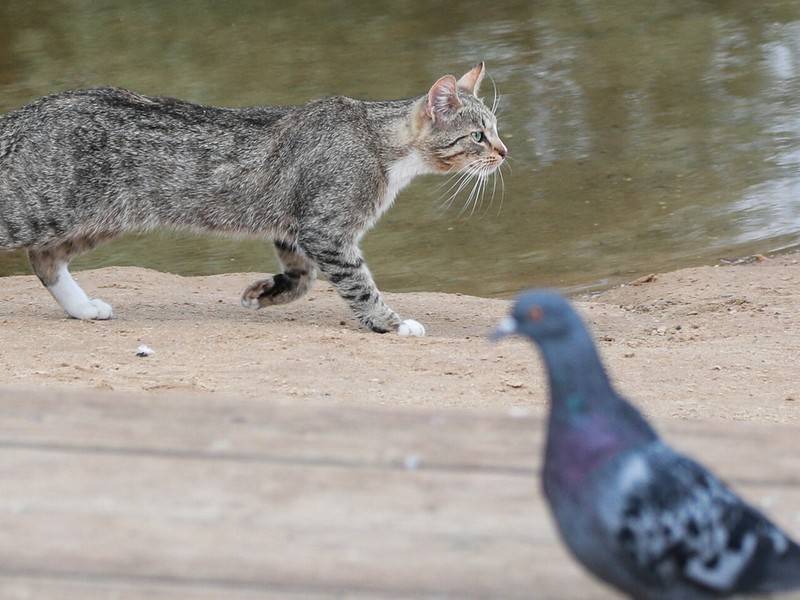 Заботливо погладивший птицу кот очаровал соцсети