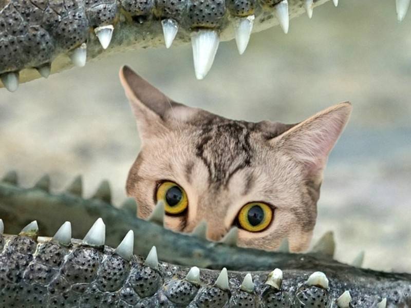 Кошка не пустила крокодила на берег и стала звездой Интернета