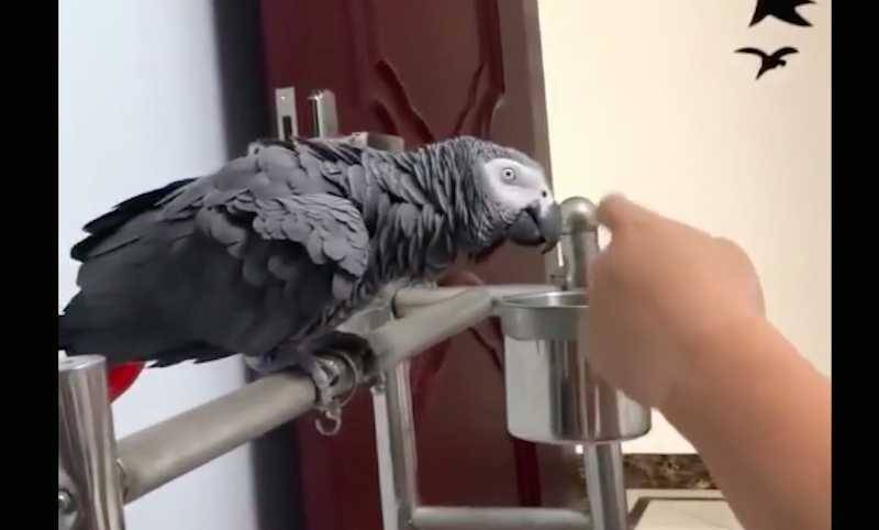 Оригинальный способ отучить попугая кусаться развеселил сети