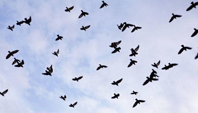Катарские орнитологи хотят помочь России бороться с птицами в аэропортах