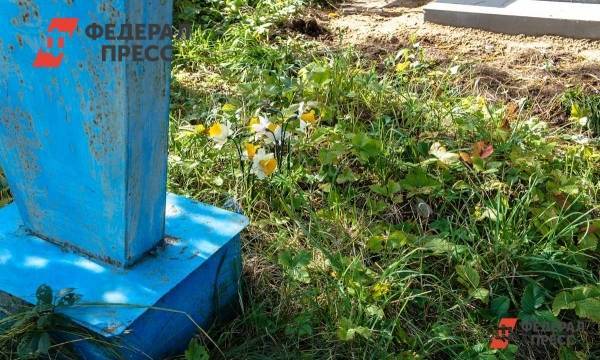 Почти по Летову: в Башкирии с могилы деда родственники собрали пять кило меда