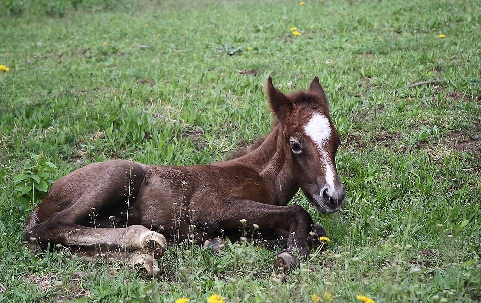 Самый маленький конь в мире живет в Польше