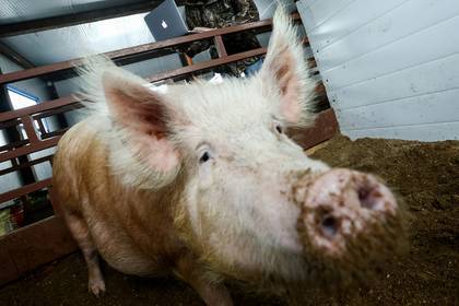 Российские полицейские начали эксперименты со свиньями
