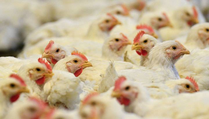 Употребление куриного мяса может привести к развитию рака