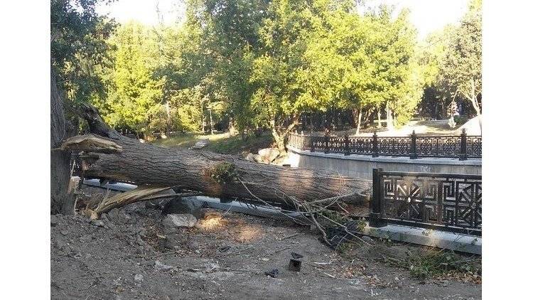 В Симферополе упавшее дерево разбило новое ограждение на набережной Салгира
