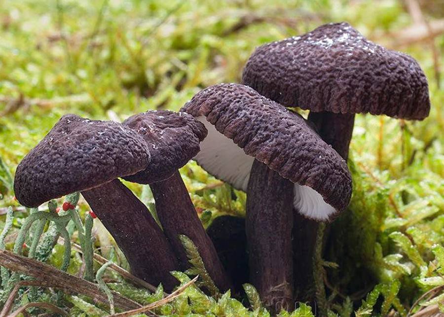 Три новых местообитания краснокнижного гриба обнаружены в Подмосковье