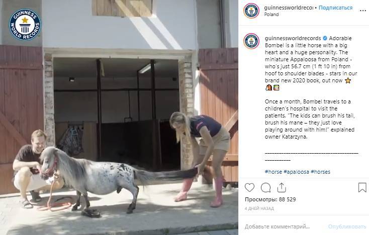 Самого маленького коня в мире нашли в Польше