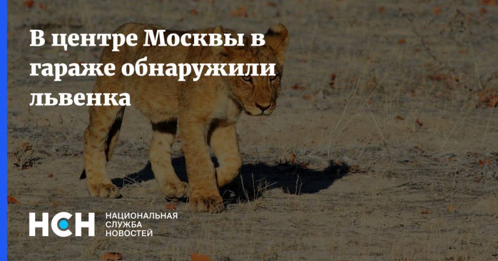 В центре Москвы в гараже обнаружили львенка