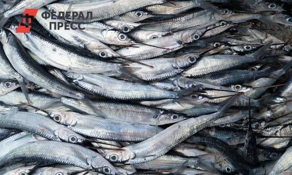 «Ловится и большая, и маленькая!» В ЯНАО бьют новые рекорды по добыче рыбы