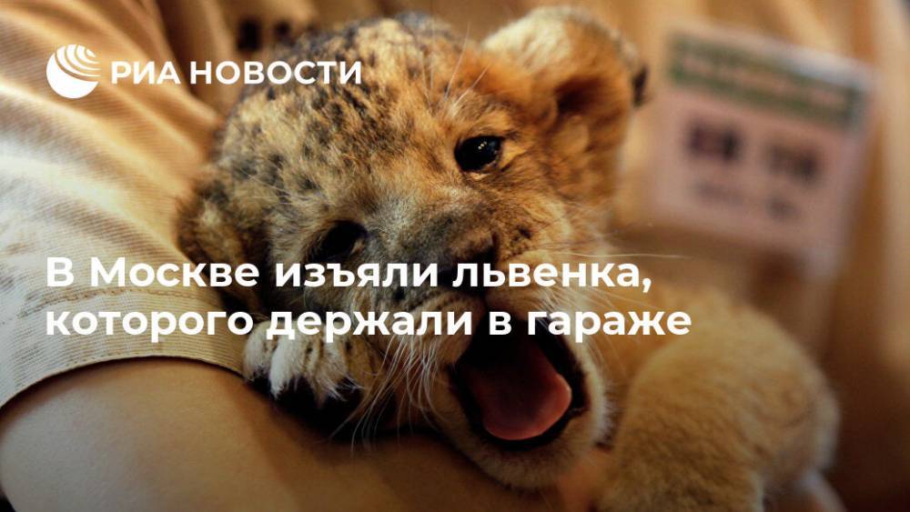 В Москве изъяли львенка, которого держали в гараже