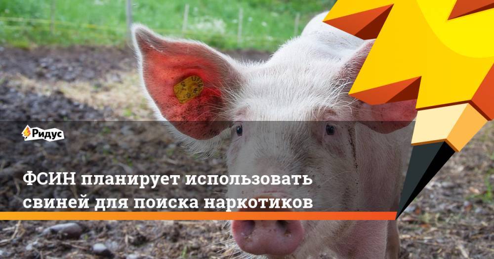 ФСИН планирует использовать свиней для поиска наркотиков