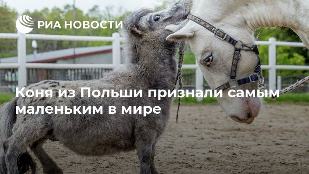 Коня из Польши признали самым маленьким в мире