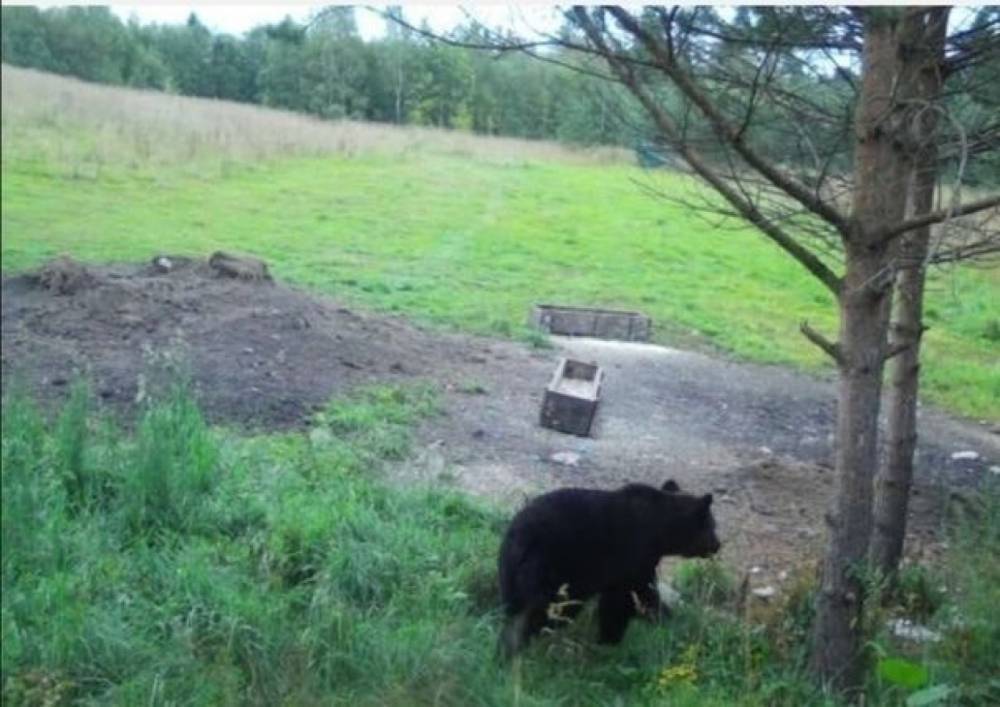 В районе поселка Коробицыно гуляет злобный медведь