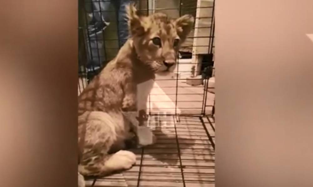 Видео: полиция обнаружила львенка в гараже в центре Москвы