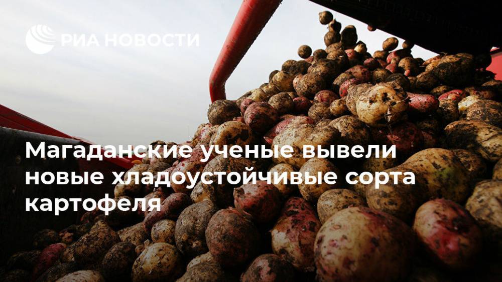 Магаданские ученые вывели новые хладоустойчивые сорта картофеля