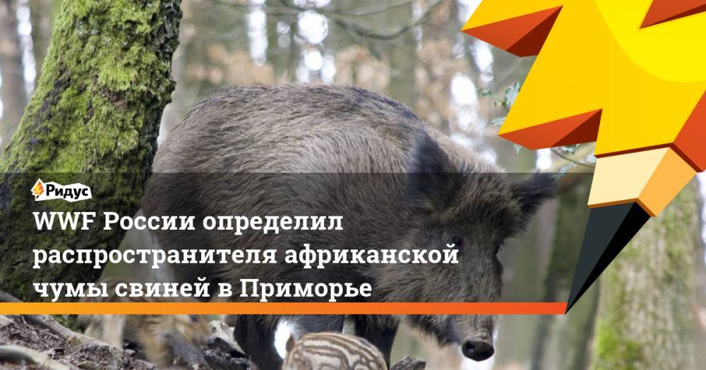 WWF России определил распространителя африканской чумы свиней в Приморье