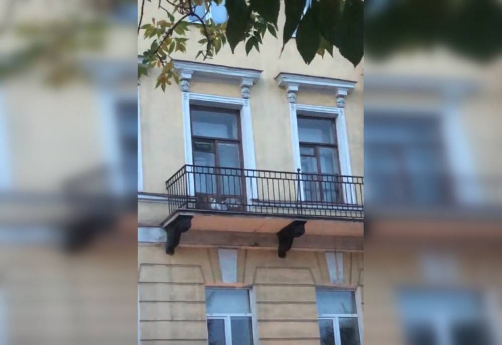 Петербуржцы переживают за судьбу запертого на балконе баклана