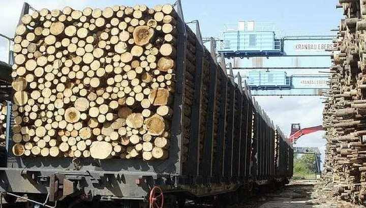 Банда контрабандистов на протяжении семи лет вывозила древесину из Сибири